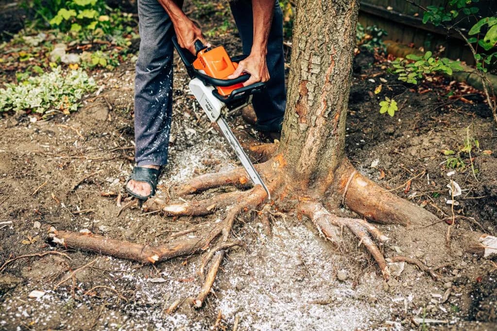 Tree Maintenance - Removing stump with large roots with chainsaw.